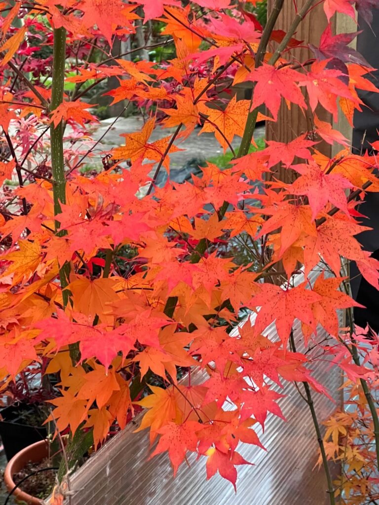 PHOTO-2024-11-01-19-12-03