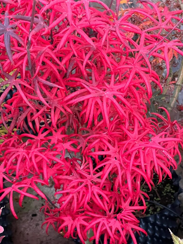 PHOTO-2024-11-01-19-12-03_2