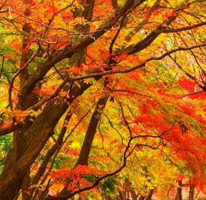 maple society - Europe